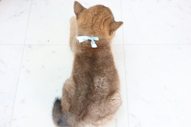 鹿児島県の柴犬(標準サイズ) (Coo&RIKU鹿児島店/2025年11月24日生まれ/男の子/赤)の子犬の4枚目の画像