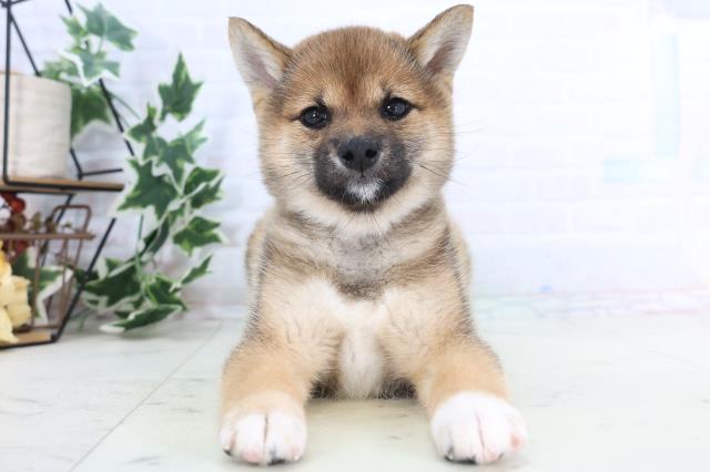 熊本県の柴犬(標準サイズ) (Coo&RIKUカリーノ玉名店/2025年11月24日生まれ/女の子/赤)の子犬