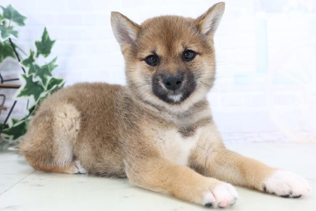 熊本県の柴犬(標準サイズ) (Coo&RIKUカリーノ玉名店/2025年11月24日生まれ/女の子/赤)の子犬の2枚目の画像