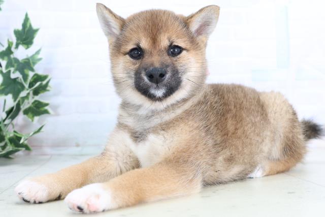 熊本県の柴犬(標準サイズ) (Coo&RIKUカリーノ玉名店/2025年11月24日生まれ/女の子/赤)の子犬の3枚目の画像