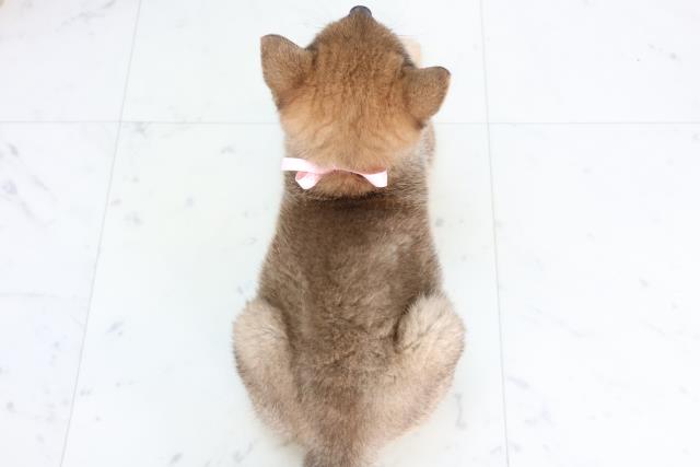 熊本県の柴犬(標準サイズ) (Coo&RIKUカリーノ玉名店/2025年11月24日生まれ/女の子/赤)の子犬の4枚目の画像