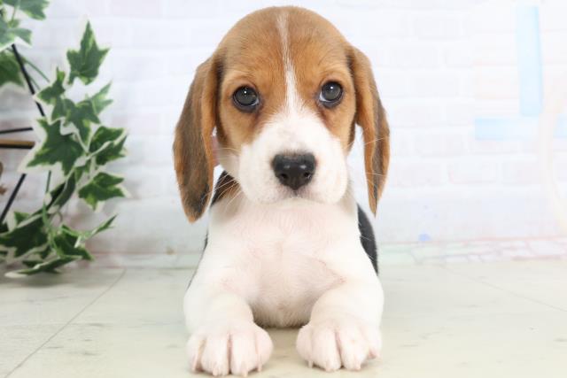 福岡県のビーグル (Coo&RIKU小倉店/2025年11月24日生まれ/女の子/ハウンドカラー)の子犬の1枚目の画像