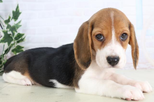 福岡県のビーグル (Coo&RIKU小倉店/2025年11月24日生まれ/女の子/ハウンドカラー)の子犬の2枚目の画像