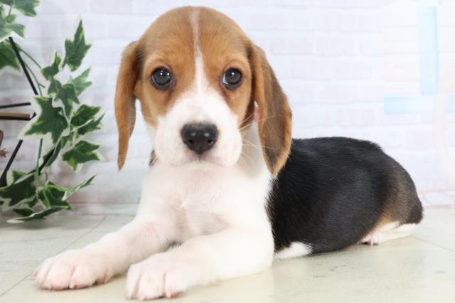 福岡県のビーグル (Coo&RIKU小倉店/2025年11月24日生まれ/女の子/ハウンドカラー)の子犬の3枚目の画像