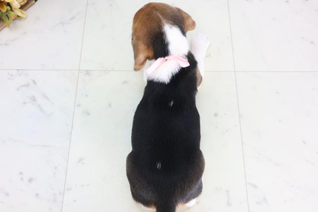 福岡県のビーグル (Coo&RIKU小倉店/2025年11月24日生まれ/女の子/ハウンドカラー)の子犬の4枚目の画像
