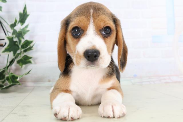 鹿児島県のビーグル (Coo&RIKU鹿屋店/2025年11月24日生まれ/女の子/ハウンドカラー)の子犬の1枚目の画像