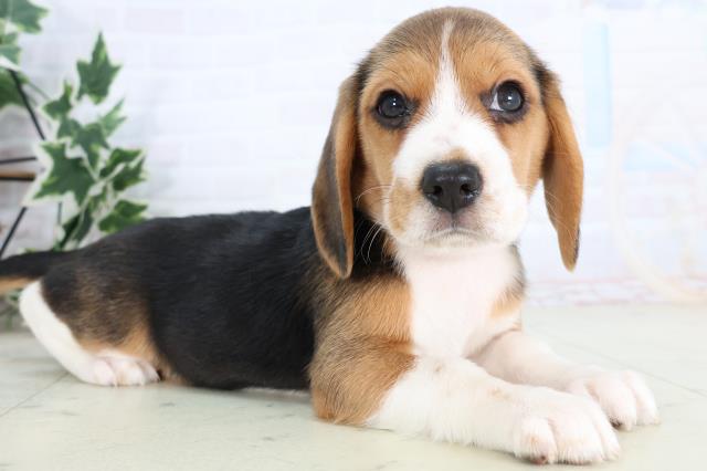 鹿児島県のビーグル (Coo&RIKU鹿屋店/2025年11月24日生まれ/女の子/ハウンドカラー)の子犬の2枚目の画像