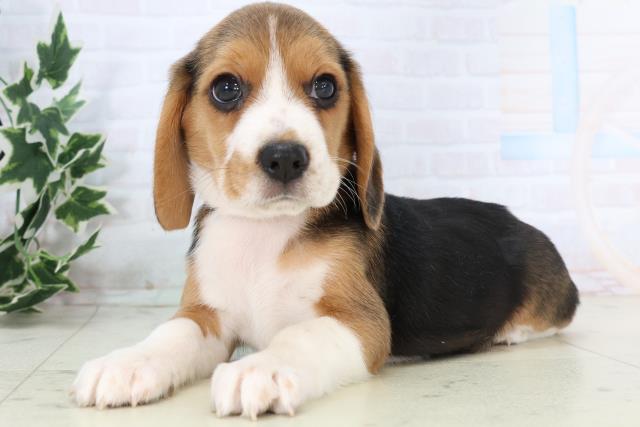 鹿児島県のビーグル (Coo&RIKU鹿屋店/2025年11月24日生まれ/女の子/ハウンドカラー)の子犬の3枚目の画像