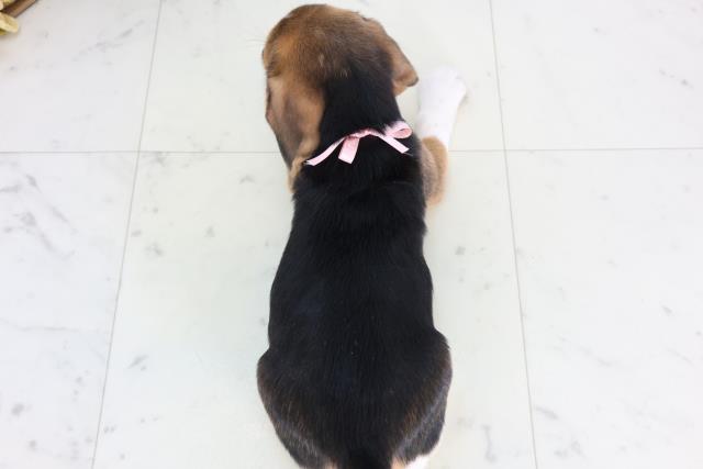 鹿児島県のビーグル (Coo&RIKU鹿屋店/2025年11月24日生まれ/女の子/ハウンドカラー)の子犬の4枚目の画像