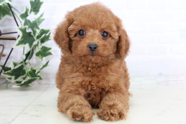 福岡県のトイプードル(トイ) (Coo&RIKU福岡西店/2025年11月25日生まれ/男の子/アプリコット)の子犬の1枚目の画像