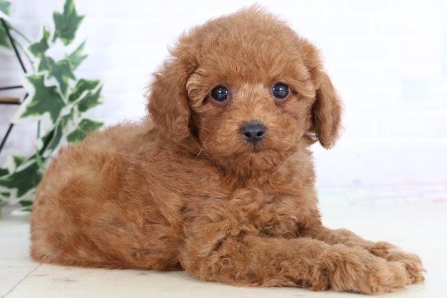 福岡県のトイプードル(トイ) (Coo&RIKU福岡西店/2025年11月25日生まれ/男の子/アプリコット)の子犬の2枚目の画像