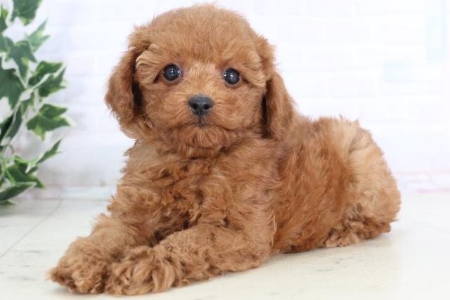 福岡県のトイプードル(トイ) (Coo&RIKU福岡西店/2025年11月25日生まれ/男の子/アプリコット)の子犬の3枚目の画像