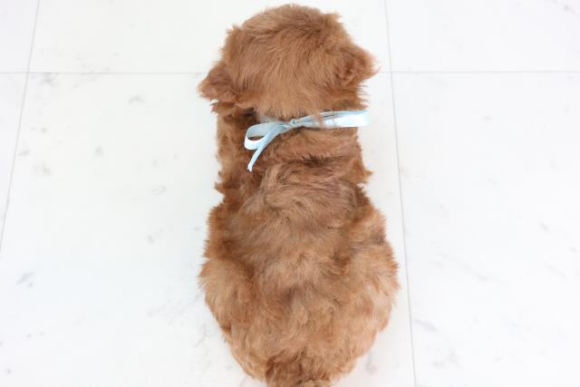 福岡県のトイプードル(トイ) (Coo&RIKU福岡西店/2025年11月25日生まれ/男の子/アプリコット)の子犬の4枚目の画像