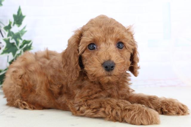 宮崎県のトイプードル(トイ) (Coo&RIKU宮崎店/2025年11月25日生まれ/男の子/アプリコット)の子犬の2枚目の画像