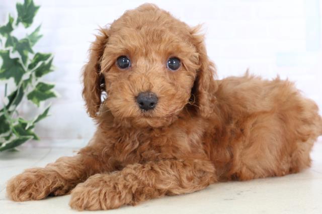 宮崎県のトイプードル(トイ) (Coo&RIKU宮崎店/2025年11月25日生まれ/男の子/アプリコット)の子犬の3枚目の画像