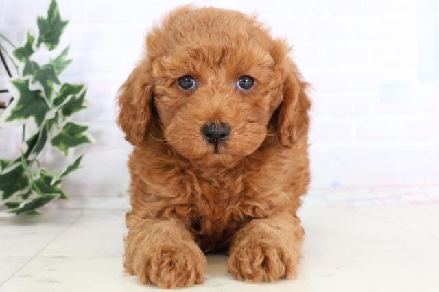 長崎県のトイプードル(トイ) (Coo&RIKU大村店/2025年11月25日生まれ/男の子/アプリコット)の子犬の1枚目の画像