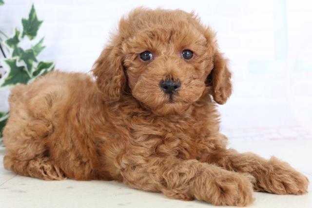 長崎県のトイプードル(トイ) (Coo&RIKU大村店/2025年11月25日生まれ/男の子/アプリコット)の子犬の2枚目の画像