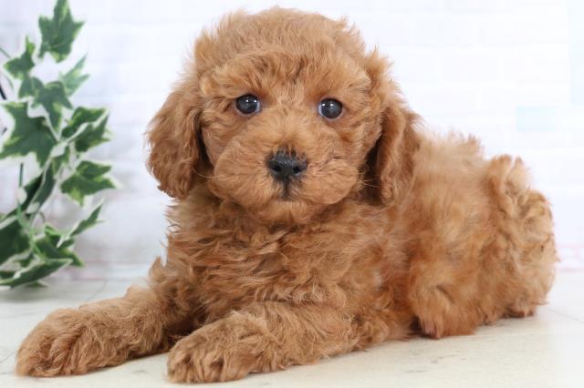 長崎県のトイプードル(トイ) (Coo&RIKU大村店/2025年11月25日生まれ/男の子/アプリコット)の子犬の3枚目の画像