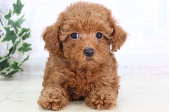 福岡県のトイプードル(トイ) (Coo&RIKU福岡東店/2025年11月25日生まれ/女の子/アプリコット)の子犬の1枚目の画像