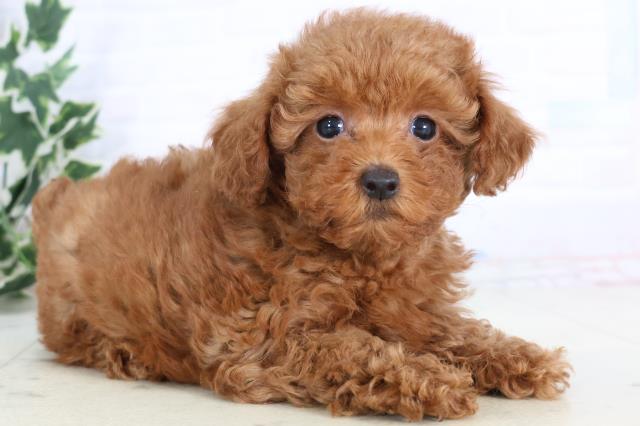 福岡県のトイプードル(トイ) (Coo&RIKU福岡東店/2025年11月25日生まれ/女の子/アプリコット)の子犬の2枚目の画像