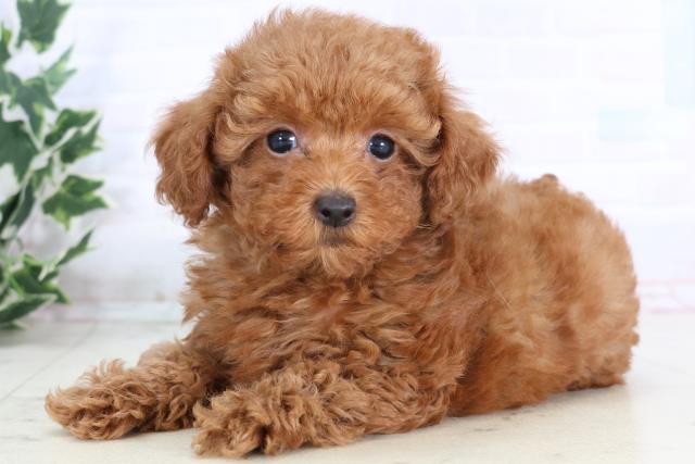 福岡県のトイプードル(トイ) (Coo&RIKU福岡東店/2025年11月25日生まれ/女の子/アプリコット)の子犬の3枚目の画像