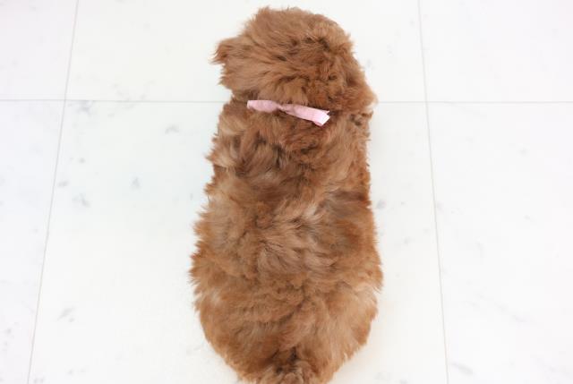 福岡県のトイプードル(トイ) (Coo&RIKU福岡東店/2025年11月25日生まれ/女の子/アプリコット)の子犬の4枚目の画像