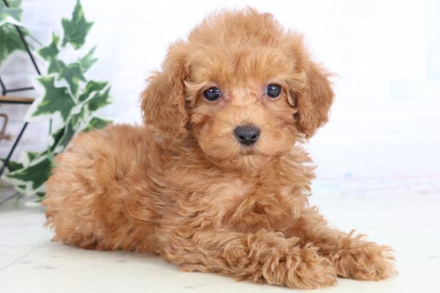 熊本県のトイプードル(トイ) (Coo&RIKUイオンモール宇城店/2025年11月25日生まれ/女の子/アプリコット)の子犬の2枚目の画像