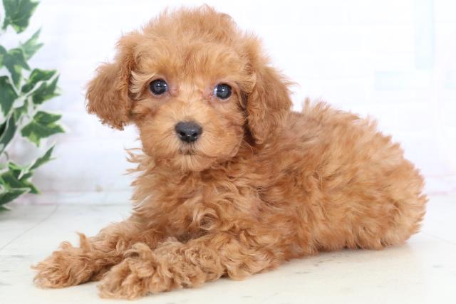 熊本県のトイプードル(トイ) (Coo&RIKUイオンモール宇城店/2025年11月25日生まれ/女の子/アプリコット)の子犬の3枚目の画像