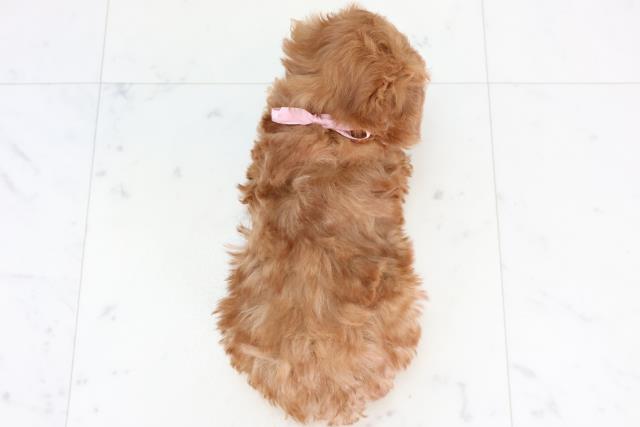 熊本県のトイプードル(トイ) (Coo&RIKUイオンモール宇城店/2025年11月25日生まれ/女の子/アプリコット)の子犬の4枚目の画像