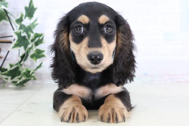 沖縄県のミニチュアダックスフンド(ロング) (Coo&RIKUイーアス沖縄豊崎店/2025年11月12日生まれ/男の子/ブラックタン)の子犬の1枚目の画像