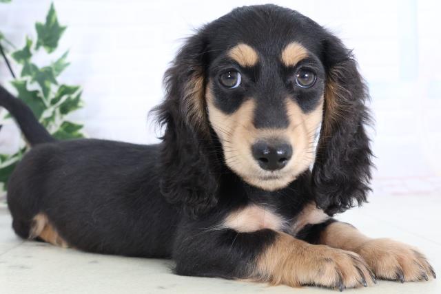 沖縄県のミニチュアダックスフンド(ロング) (Coo&RIKUイーアス沖縄豊崎店/2025年11月12日生まれ/男の子/ブラックタン)の子犬の2枚目の画像