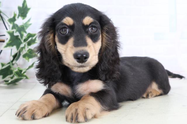 沖縄県のミニチュアダックスフンド(ロング) (Coo&RIKUイーアス沖縄豊崎店/2025年11月12日生まれ/男の子/ブラックタン)の子犬の3枚目の画像