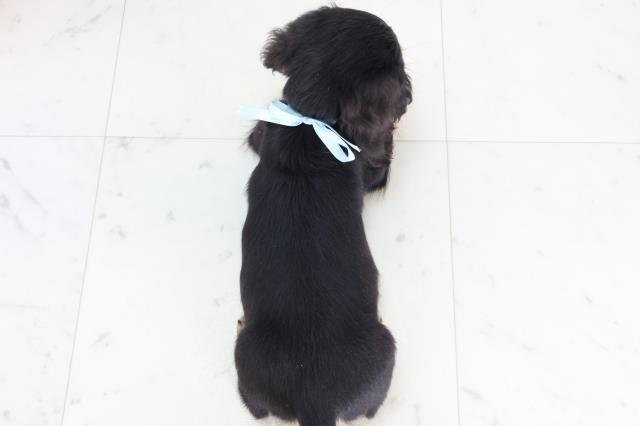 沖縄県のミニチュアダックスフンド(ロング) (Coo&RIKUイーアス沖縄豊崎店/2025年11月12日生まれ/男の子/ブラックタン)の子犬の4枚目の画像