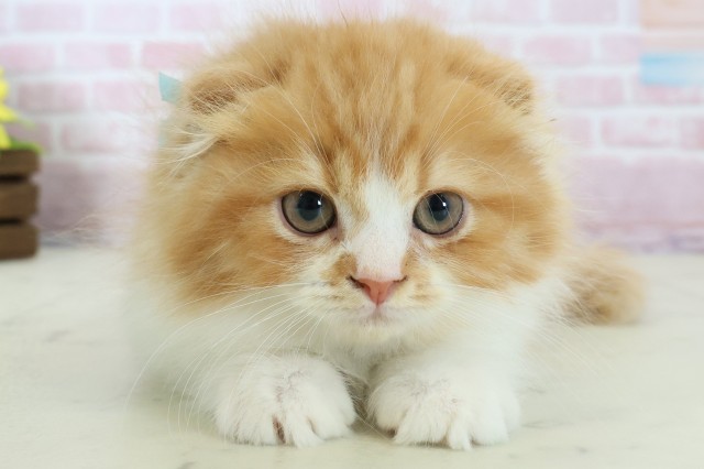 長崎県のスコティッシュフォールド (Coo&RIKU長崎浜町店/2025年11月3日生まれ/男の子/レッドタビーホワイト)の子猫の1枚目の画像