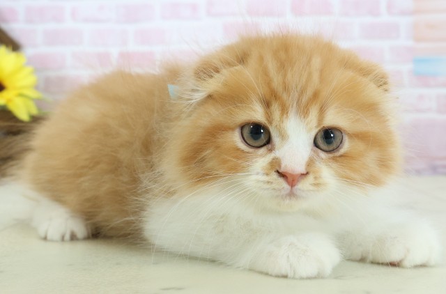 長崎県のスコティッシュフォールド (Coo&RIKU長崎浜町店/2025年11月3日生まれ/男の子/レッドタビーホワイト)の子猫の2枚目の画像