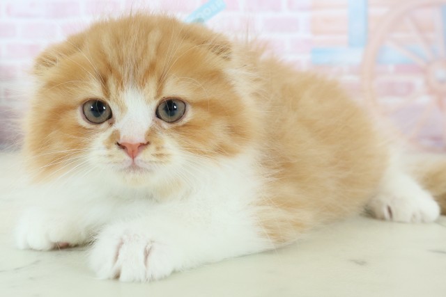 長崎県のスコティッシュフォールド (Coo&RIKU長崎浜町店/2025年11月3日生まれ/男の子/レッドタビーホワイト)の子猫の3枚目の画像