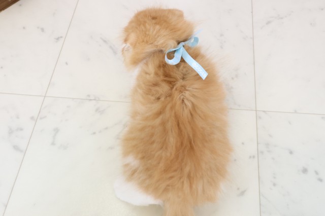 長崎県のスコティッシュフォールド (Coo&RIKU長崎浜町店/2025年11月3日生まれ/男の子/レッドタビーホワイト)の子猫の4枚目の画像