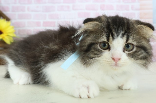 大分県のスコティッシュフォールド (Coo&RIKU大分店/2025年11月3日生まれ/男の子/ブラウンタビーホワイト)の子猫の2枚目の画像