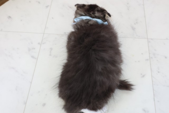 大分県のスコティッシュフォールド (Coo&RIKU大分店/2025年11月3日生まれ/男の子/ブラウンタビーホワイト)の子猫の4枚目の画像