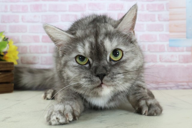 マンチカン(長足)