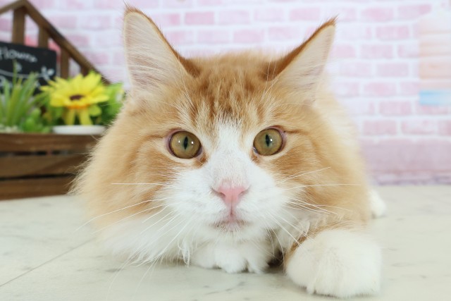 福岡県のメインクーン (Coo&RIKU黒崎店/2025年7月12日生まれ/男の子/レッドタビーホワイト)の子猫の1枚目の画像