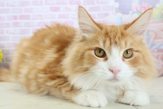 福岡県のメインクーン (Coo&RIKU黒崎店/2025年7月12日生まれ/男の子/レッドタビーホワイト)の子猫の2枚目の画像