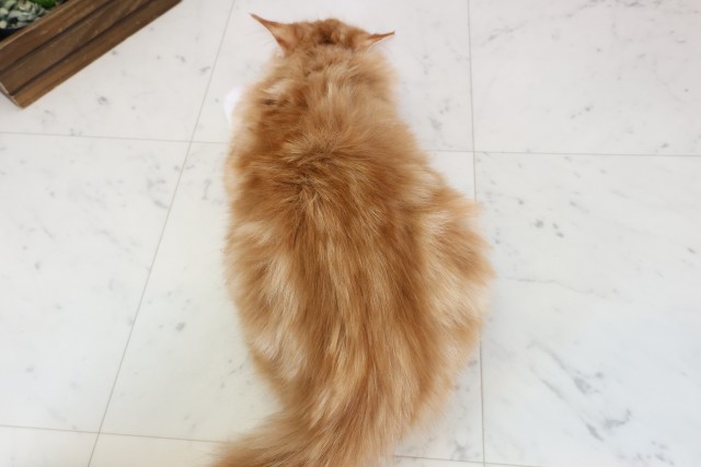 福岡県のメインクーン (Coo&RIKU黒崎店/2025年7月12日生まれ/男の子/レッドタビーホワイト)の子猫の4枚目の画像