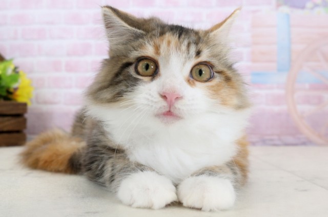 鹿児島県のメインクーン (Coo&RIKU鹿児島店/2025年7月12日生まれ/女の子/トーティー)の子猫の1枚目の画像