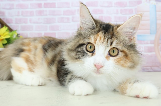 鹿児島県のメインクーン (Coo&RIKU鹿児島店/2025年7月12日生まれ/女の子/トーティー)の子猫の2枚目の画像