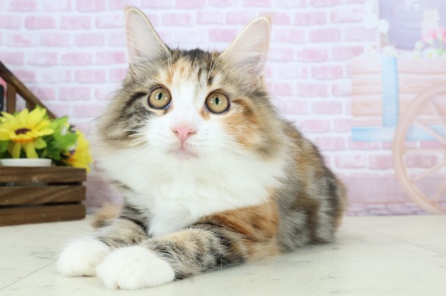 鹿児島県のメインクーン (Coo&RIKU鹿児島店/2025年7月12日生まれ/女の子/トーティー)の子猫の3枚目の画像