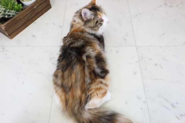 鹿児島県のメインクーン (Coo&RIKU鹿児島店/2025年7月12日生まれ/女の子/トーティー)の子猫の4枚目の画像