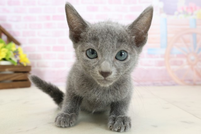 福岡県のロシアンブルー (Coo&RIKU福岡古賀店/2025年11月9日生まれ/男の子/ブルー)の子猫の1枚目の画像