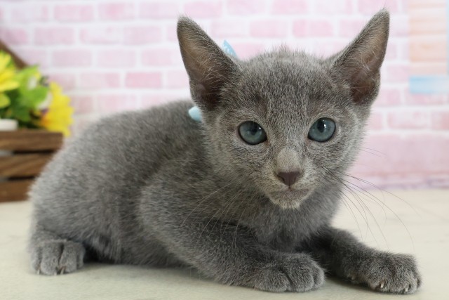 福岡県のロシアンブルー (Coo&RIKU福岡古賀店/2025年11月9日生まれ/男の子/ブルー)の子猫の2枚目の画像