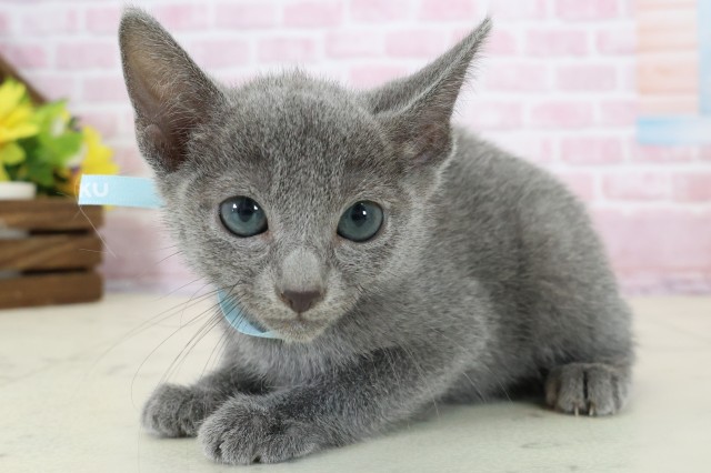 福岡県のロシアンブルー (Coo&RIKU福岡古賀店/2025年11月9日生まれ/男の子/ブルー)の子猫の3枚目の画像